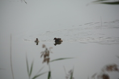 Tachybaptus ruficollis