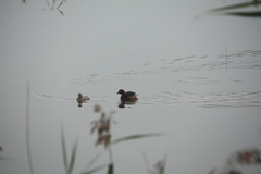 Tachybaptus ruficollis