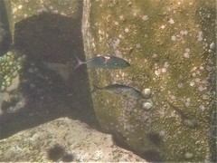 Caranx caballus