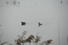 Tachybaptus ruficollis