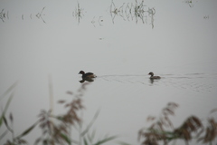 Tachybaptus ruficollis