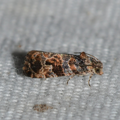 Paralobesia vernoniana