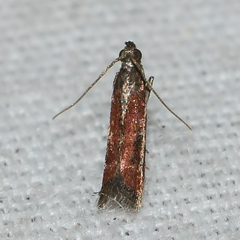Varneria atrifasciella