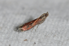 Varneria atrifasciella