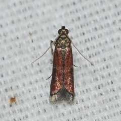 Varneria atrifasciella