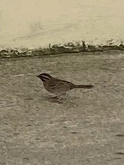 Zonotrichia capensis