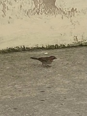 Zonotrichia capensis