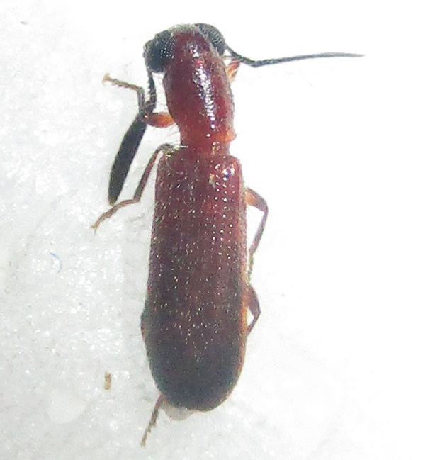 Flathorn Checkered Beetles