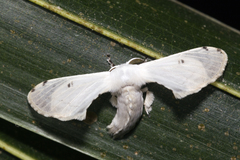 Penicillifera apicalis