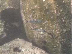 Caranx caballus