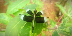 Neurothemis tullia