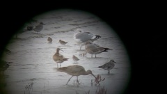 Numenius madagascariensis