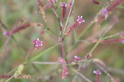 Seashore vervain (Verbena litoralis)