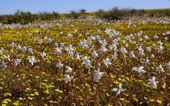 Cyanella alba alba