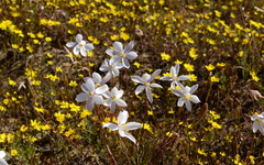Cyanella alba alba