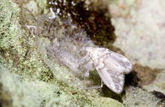 Nudaria albipunctella