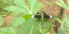 Neurothemis tullia