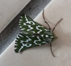 Drepanogynis bifasciata