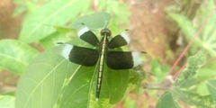Neurothemis tullia