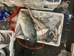 Lobotes surinamensis