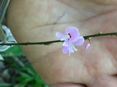 Hylodesmum