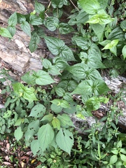 Eupatorium amabile