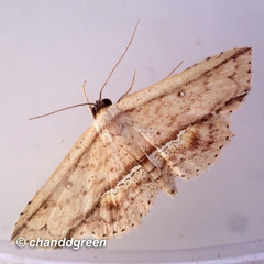 Hyposada ruptifascia