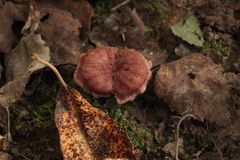 Lactarius lilacinus