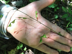 Hylodesmum