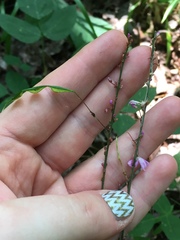 Hylodesmum
