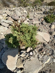Phacelia ixodes