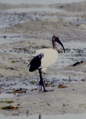 Threskiornis aethiopicus