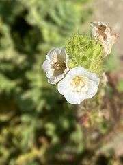 Phacelia ixodes