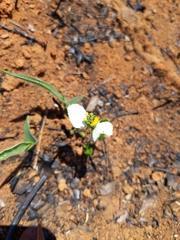 Dalechampia caperonioides