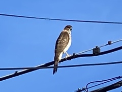 Accipiter cooperii