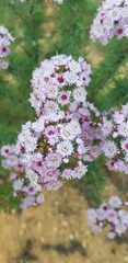 Verticordia plumosa