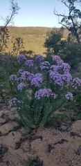 Verticordia plumosa