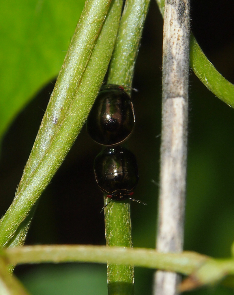 Brachyplatys