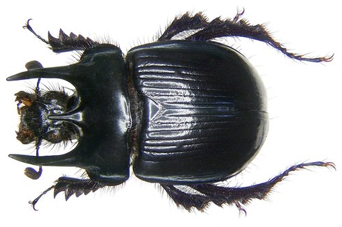 Minotaur Beetle