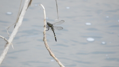Onychothemis tonkinensis
