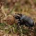 Minotaur Beetle - Photo (c) Paul Ritchie, some rights reserved (CC BY-NC-ND)