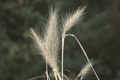Elymus glabriflorus
