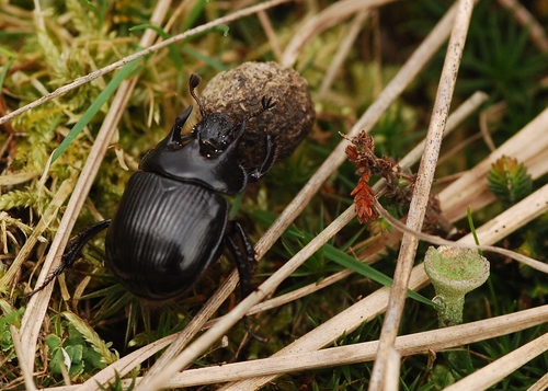 Minotaur Beetle