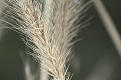 Elymus glabriflorus