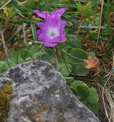 Primula tyrolensis