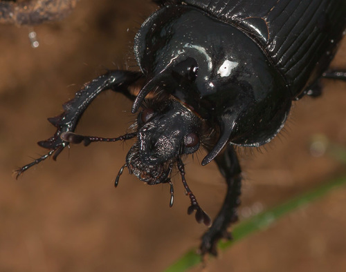 Minotaur Beetle