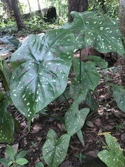 Caladium