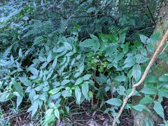 Aralia armata