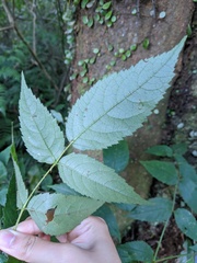 Aralia armata