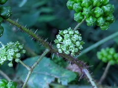 Aralia armata